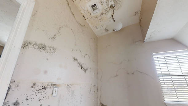 Best Basement Mold Removal  in Kewanee, IL