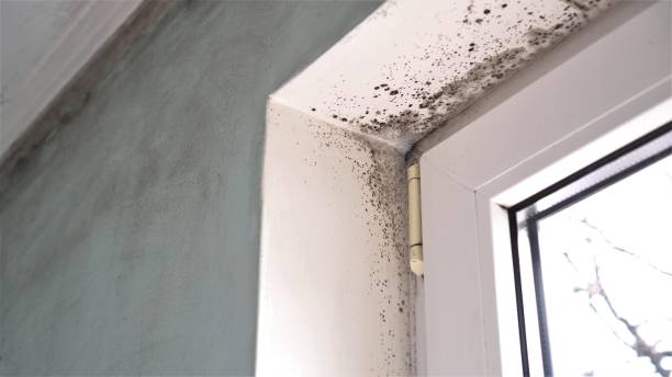 Best Emergency Mold Remediation  in Kewanee, IL