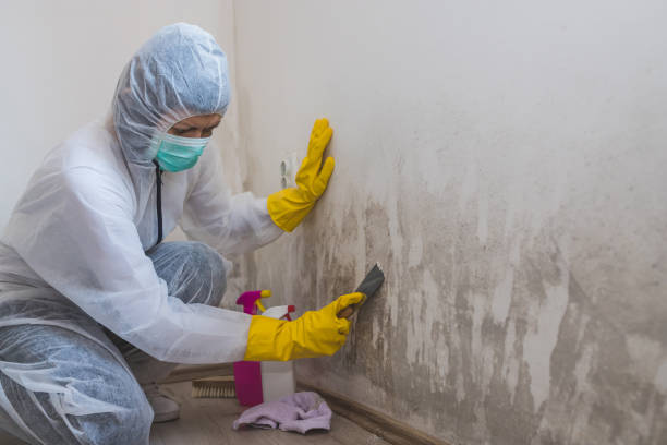 Best Basement Mold Removal  in Kewanee, IL