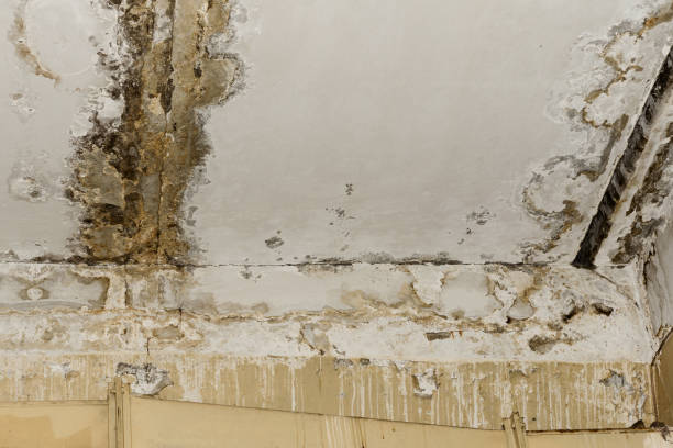 Best Asbestos and Lead Testing During Mold Inspection  in Kewanee, IL