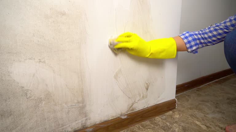 Best Black Mold Removal  in Kewanee, IL