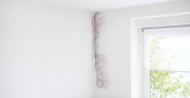  Kewanee, IL Mold Removal Pros