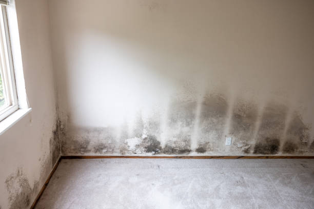 Best Mold Damage Restoration  in Kewanee, IL